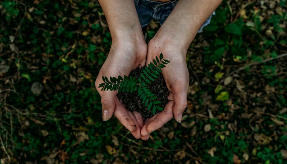 Community volunteers planting indigenous tree saplings for environmental regeneration